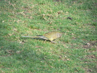 : Psephotus haematonolus; Red Rumped Parrot