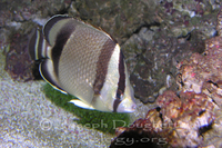 : Chaetodontus humeralis; Threebanded Butterflyfish