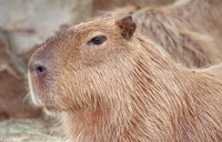 : Hydrochaeris hydrochaeris; Capybara