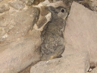 : Lagidium peruanum; Vizcacha