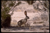 : Lepus sp.; Jackrabbit