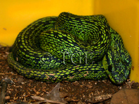 : Bothriechis nigroviridis; Black-speckled Palm Pitviper