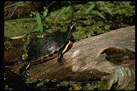 : Chrysemys nelsoni; Florida Red-bellied Turtle