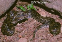 : Epicrates cenchria assisi; Rainbow Boa