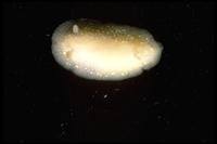 : Cadlina modesta; Modest Cadlina