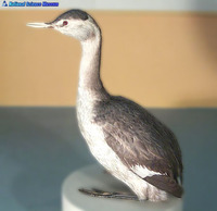 큰논병아리 Podiceps grisegena