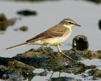 Yellow Wagtail