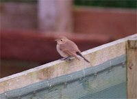 Taiga Flycatcher at Dales Lees - Tony Gerrard