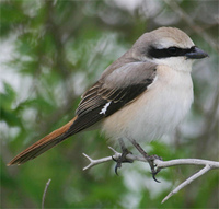 Isabelline Shrike