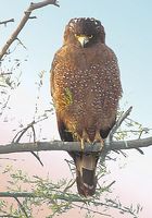 Crested Serpent Eagle » Spilornis cheela