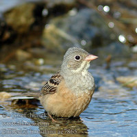 Emberiza hortulana Ortolan Bunting