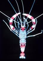 Stenopus hispidus - Banded Boxer Shrimp