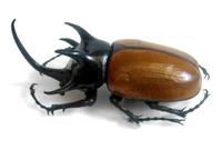 Eupatorus gracilicornis