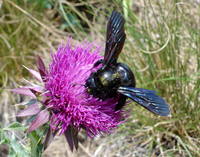 Xylocopa valga