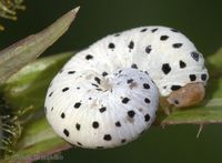 Tenthredo scrophulariae