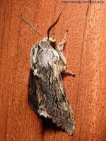 Brachionycha nubeculosa - Rannoch Sprawler