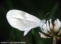 Leptidea reali - Réal's Wood White