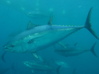 Thunnus thynnus, Northern bluefin tuna: fisheries, aquaculture, gamefish