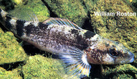 Etheostoma punctulatum, Stippled darter: