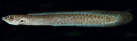 Halimuraena shakai, Zulu snakelet:
