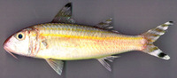 Upeneus vittatus, Yellowstriped goatfish: fisheries, aquarium