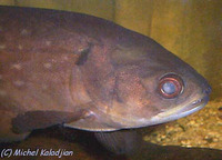 Papyrocranus afer, Reticulate knifefish: fisheries, aquarium