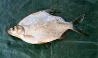 Citharinus latus, : fisheries
