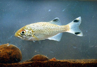 Kuhlia rupestris, Rock flagtail: fisheries, gamefish