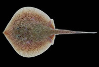 Urotrygon reticulata, Reticulate round ray: