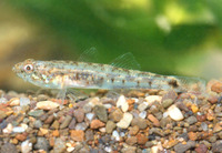 Knipowitschia longecaudata, : fisheries