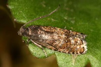 Cydia strobilella - Spruce Seed Moth