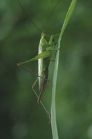 Conocephalus discolor - Long-winged Conehead