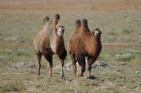 Image of: Camelus bactrianus (Bactrian camel)