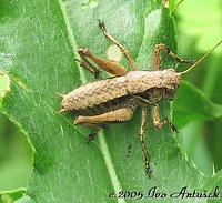 Pholidoptera griseoaptera - Dark Bush-cricket