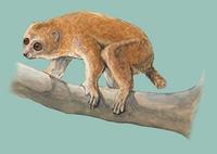 Image of: Perodicticus potto (potto)