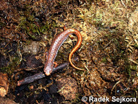 Hemidactylium scutatum - Four-toed Salamander