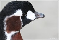 Branta ruficollis - Red-breasted Goose