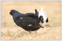 Tetrao tetrix - Eurasian Black Grouse