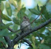 Passerculus sandwichensis - Savanna Sparrow