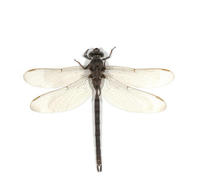 Image of: Boyeria vinosa