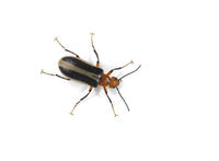 Image of: Meloidae (blister beetles)