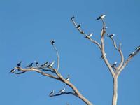 Phalacrocorax melanoleucos - Little Pied Cormorant