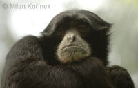 Hylobates syndactylus - Siamang