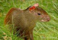 Dasyprocta leporina - Brazilian Agouti