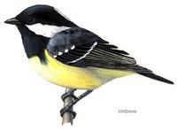 Image of: Parus venustulus (yellow-bellied tit)