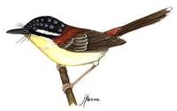 Image of: Sipodotus wallacii (Wallace's fairywren)