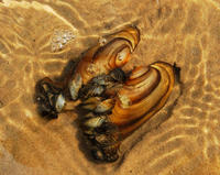 Image of: Dreissena polymorpha (zebra mussel), Unionidae
