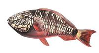 Image of: Sparisoma viride (stoplight parrotfish)