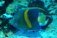 Pomacanthus maculosus - Halfmoon Angelfish
