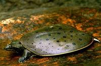 Image of: Apalone spinifera (spiny softshell turtle)